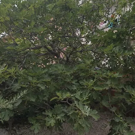 Mimi Apartman Makarska