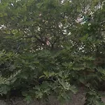 Mimi 아파트 마카르스카